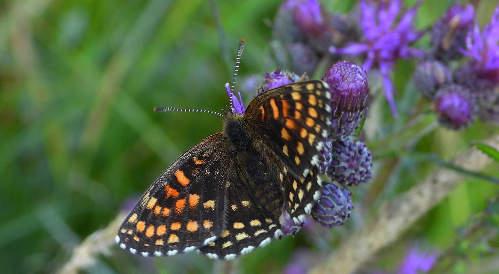 Przeplatka diamina (Melitaea diamina)
