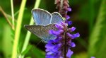 Modraszek amandus (Polyommatus amandus)