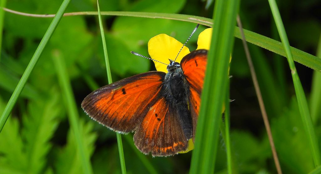 Czerwończyk płomieniec (Lycaena hippothoe)
