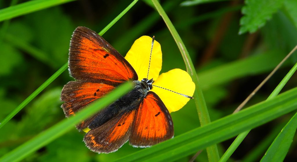 Czerwończyk płomieniec (Lycaena hippothoe)
