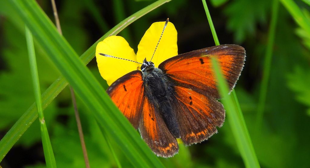 Czerwończyk płomieniec (Lycaena hippothoe)