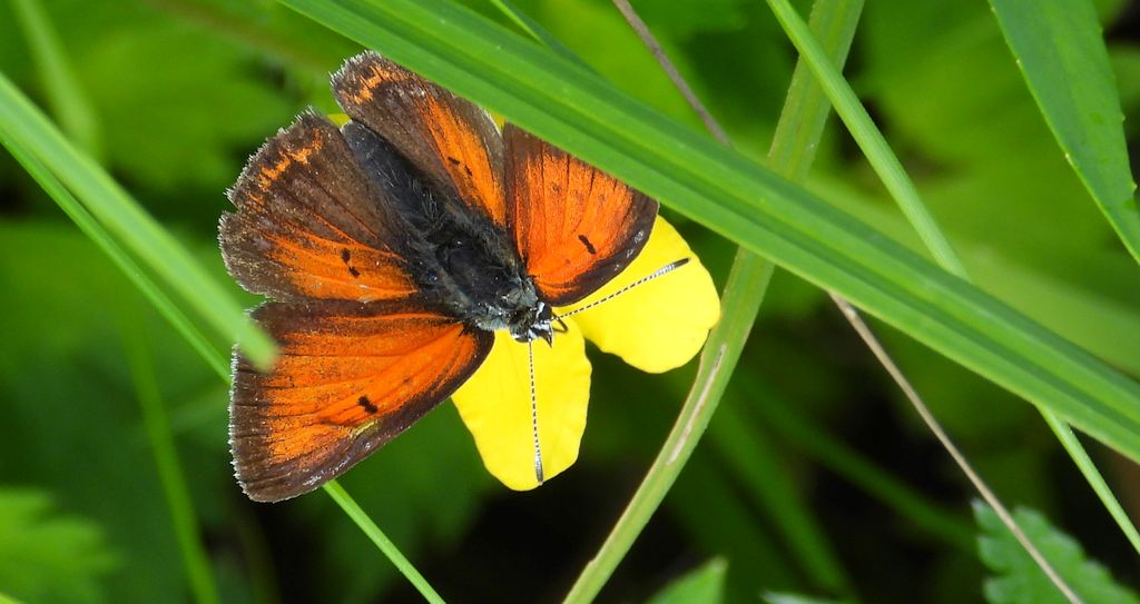 Czerwończyk płomieniec (Lycaena hippothoe)
