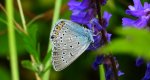 Modraszek amandus (Polyommatus amandus)
