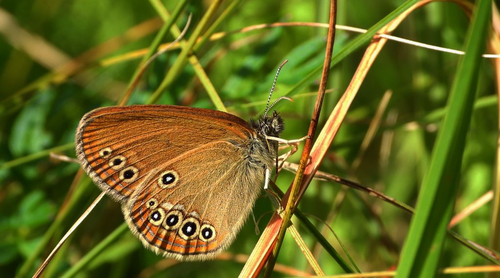 Strzępotek edypus (Coenonympha oedippus)