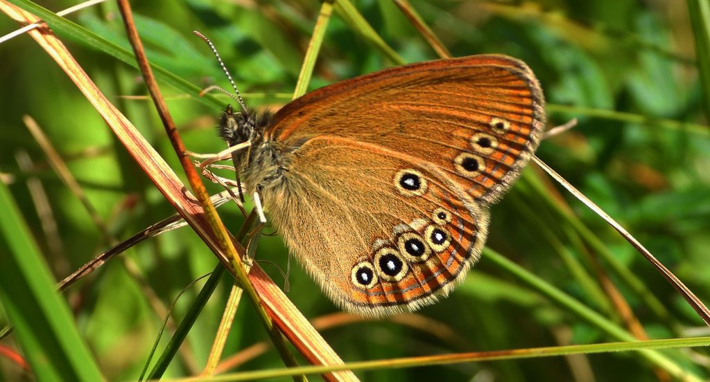 Strzępotek edypus (Coenonympha oedippus)