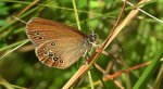 Strzępotek edypus (Coenonympha oedippus)