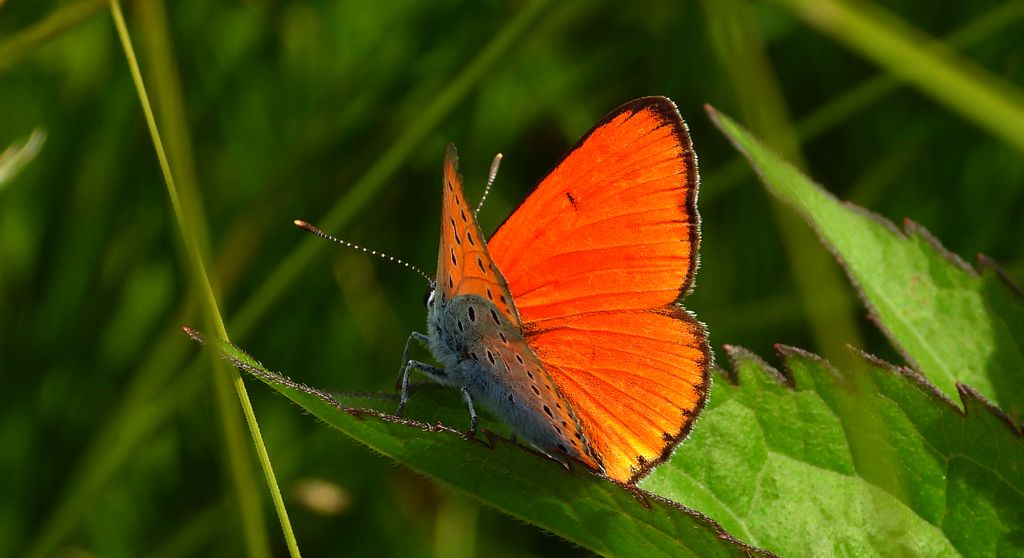 Czerwończyk nieparek (Lycaena dispar)