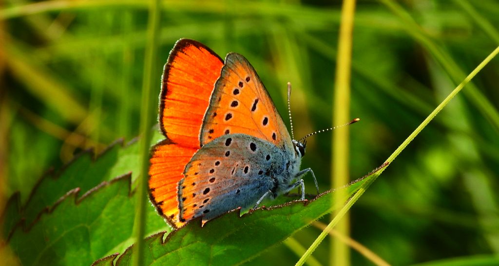 Czerwończyk nieparek (Lycaena dispar)