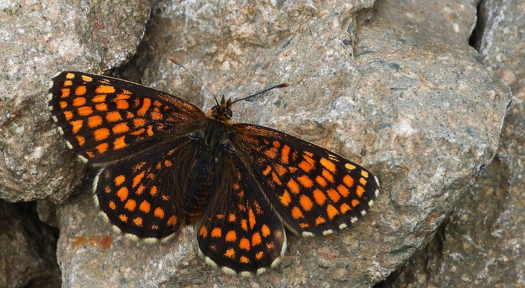 Przeplatka atalia (Melitaea athalia)