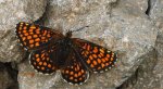 Przeplatka atalia (Melitaea athalia)