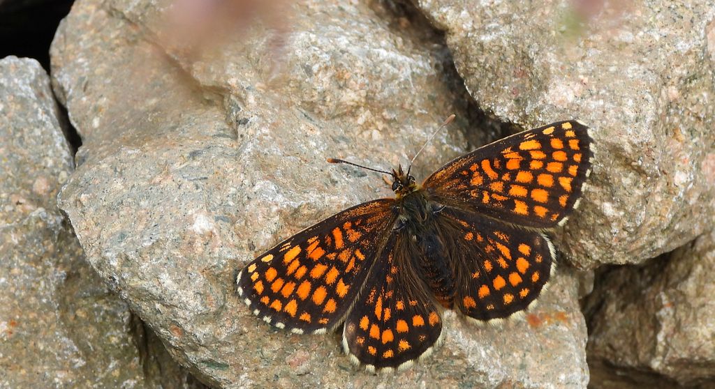 Przeplatka atalia (Melitaea athalia)