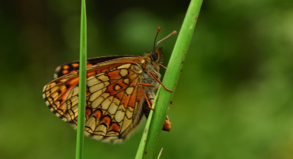 Przeplatka atalia (Melitaea athalia)