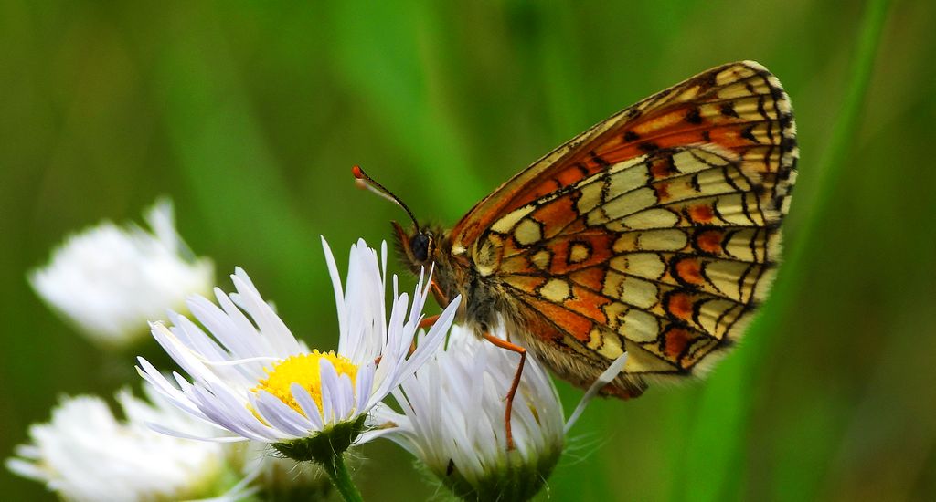 Przeplatka atalia (Melitaea athalia)