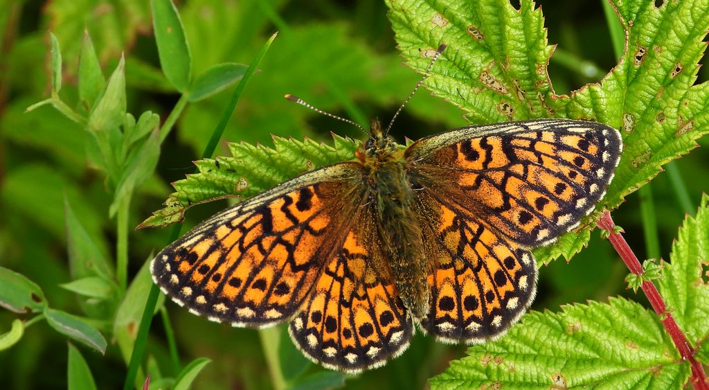 Dostojka eunomia (Boloria eunomia)