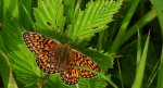 Dostojka eunomia (Boloria eunomia)