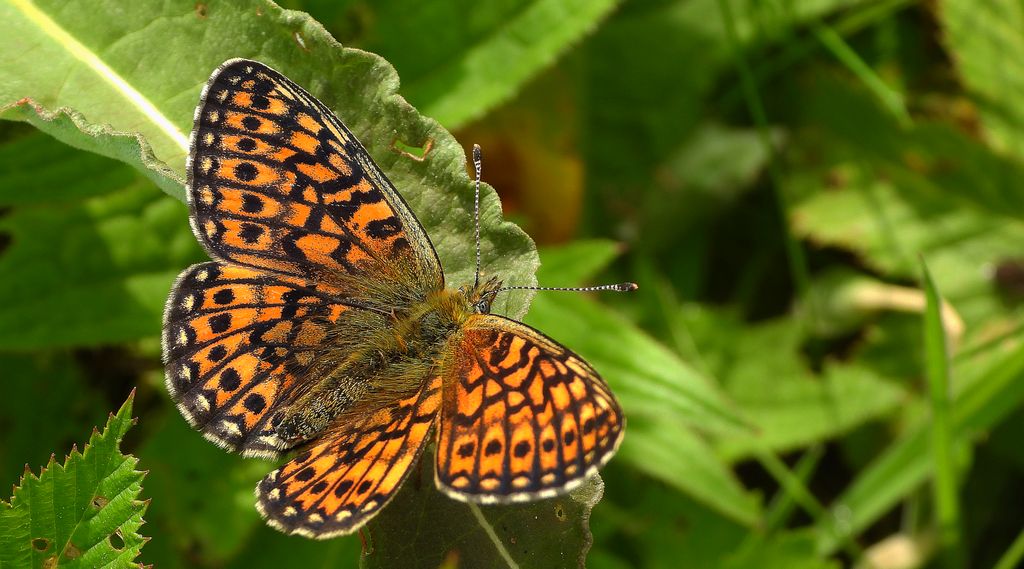Dostojka eunomia (Boloria eunomia)