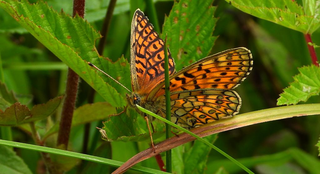 Dostojka eunomia (Boloria eunomia)