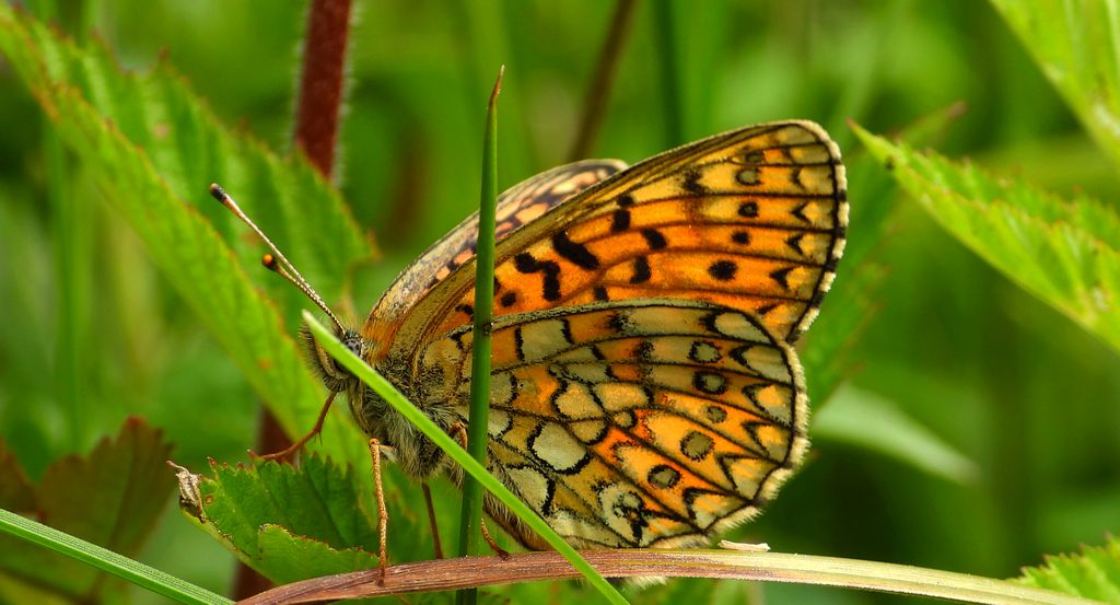 Dostojka eunomia (Boloria eunomia)