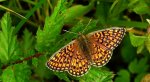 Dostojka eunomia (Boloria eunomia)