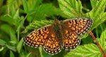 Dostojka eunomia (Boloria eunomia)
