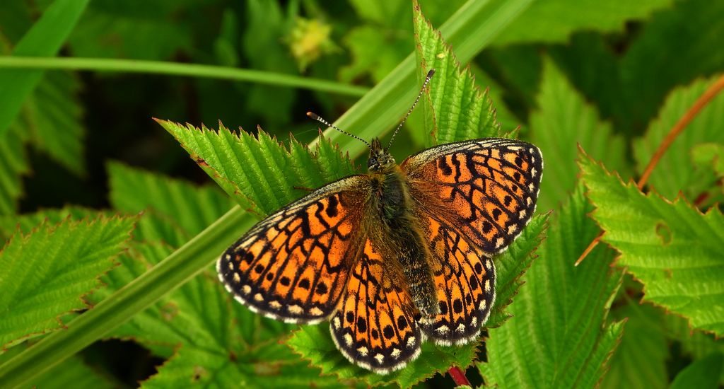 Dostojka eunomia (Boloria eunomia)