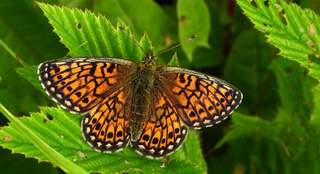 Dostojka eunomia (Boloria eunomia)