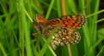 Dostojka eunomia (Boloria eunomia)