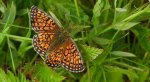 Dostojka eunomia (Boloria eunomia)