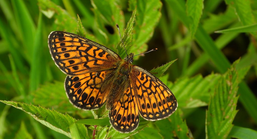 Dostojka eunomia (Boloria eunomia)