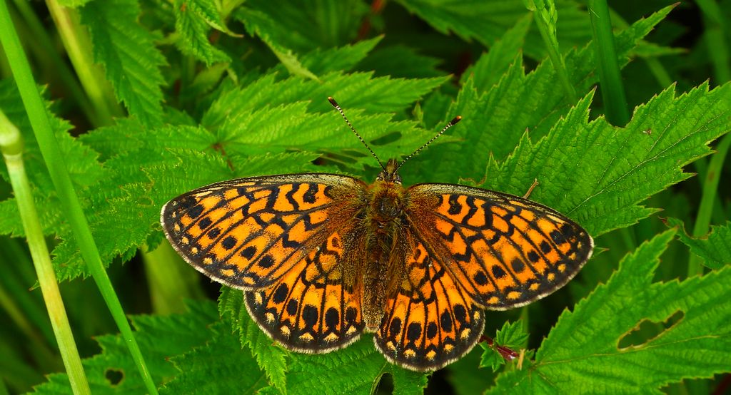 Dostojka eunomia (Boloria eunomia)