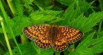Dostojka eunomia (Boloria eunomia)