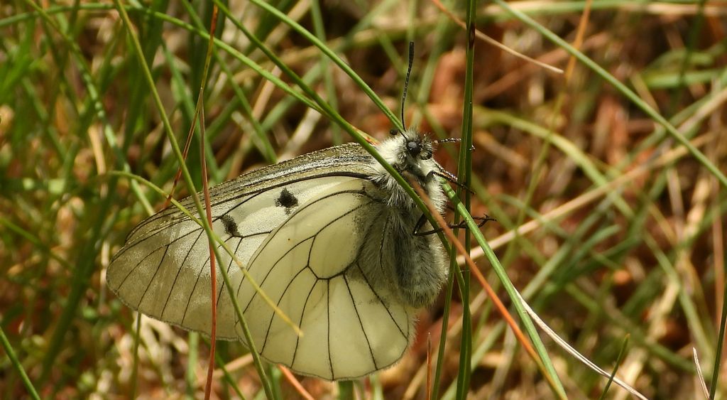 Niepylak mnemozyna (Parnassius mnemosyne)