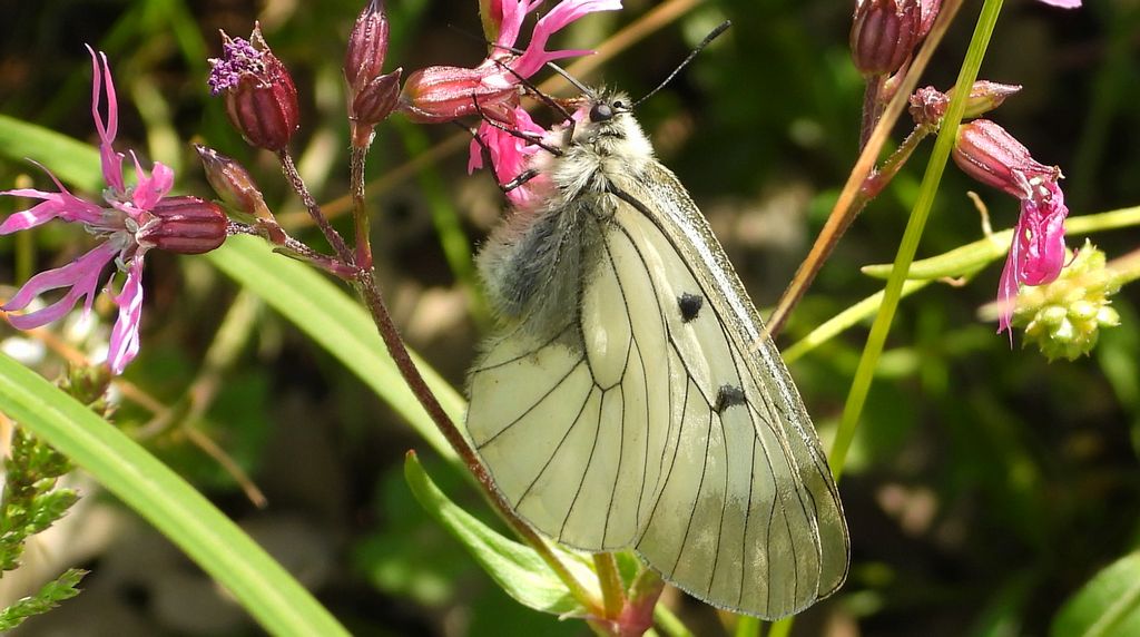 Niepylak mnemozyna (Parnassius mnemosyne)