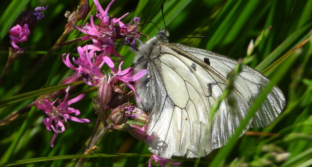 Niepylak mnemozyna (Parnassius mnemosyne)