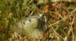 Niepylak mnemozyna (Parnassius mnemosyne)