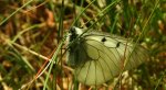 Niepylak mnemozyna (Parnassius mnemosyne)