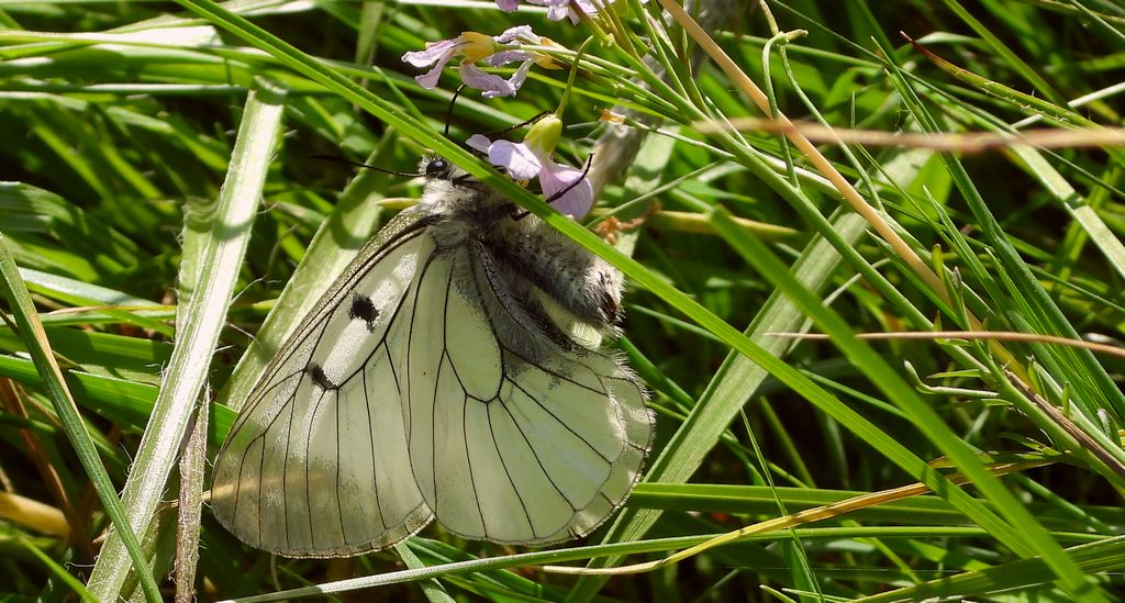 Niepylak mnemozyna (Parnassius mnemosyne)