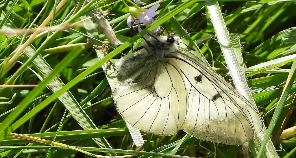 Niepylak mnemozyna (Parnassius mnemosyne)