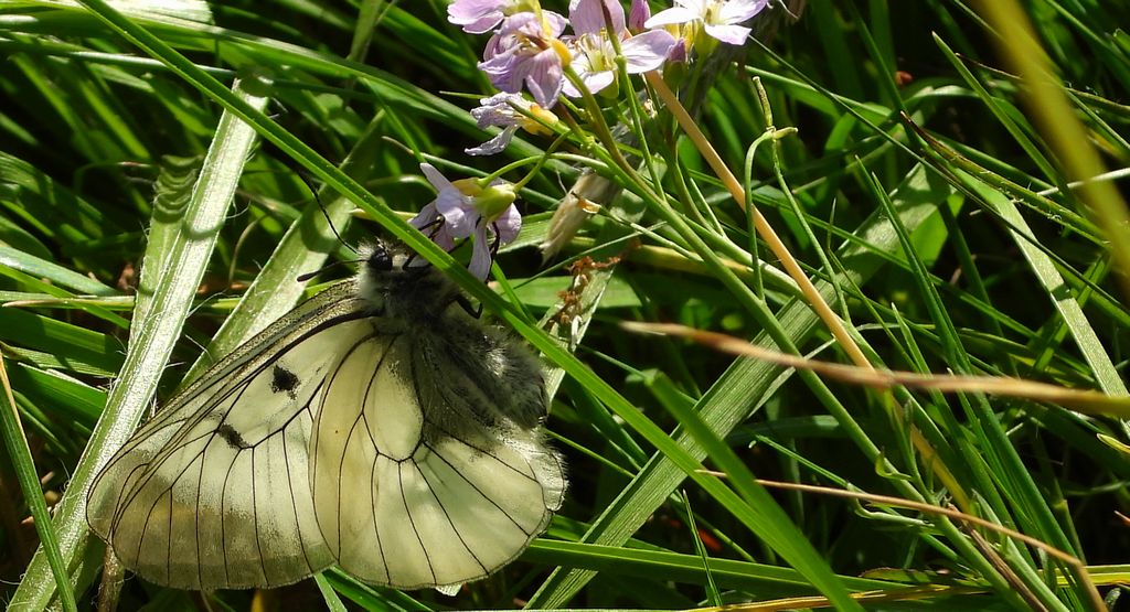 Niepylak mnemozyna (Parnassius mnemosyne)