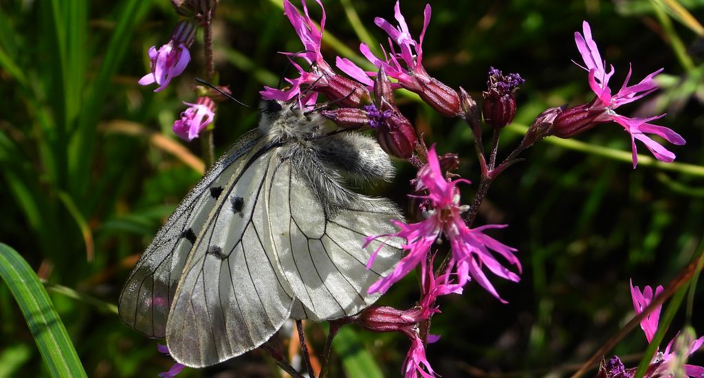 Niepylak mnemozyna (Parnassius mnemosyne)