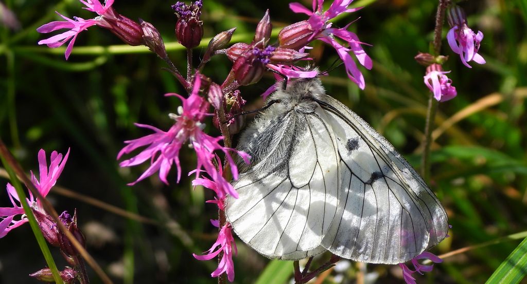 Niepylak mnemozyna (Parnassius mnemosyne)
