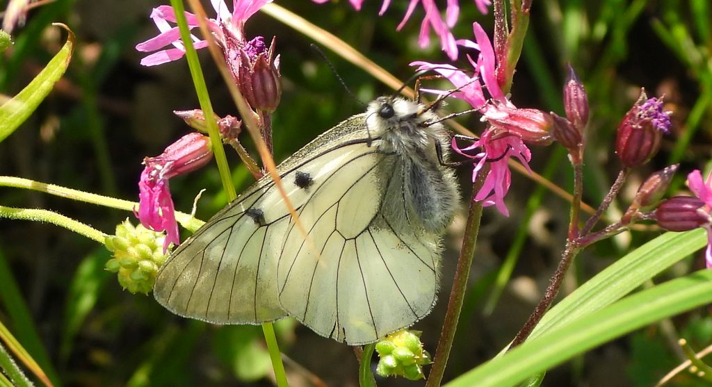 Niepylak mnemozyna (Parnassius mnemosyne)