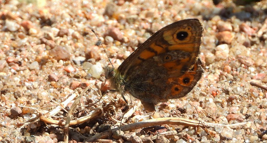 Osadnik megera (Lasiommata megera)
