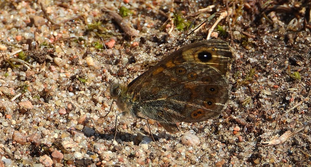 Osadnik megera (Lasiommata megera)