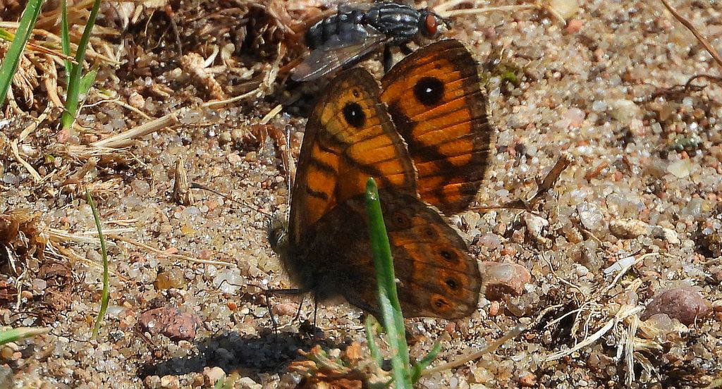 Osadnik megera (Lasiommata megera)