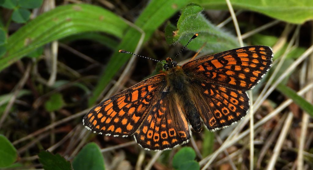 Przeplatka cinksia (Melitaea cinxia)