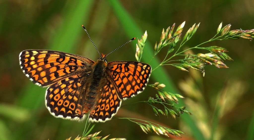 Przeplatka cinksia (Melitaea cinxia)