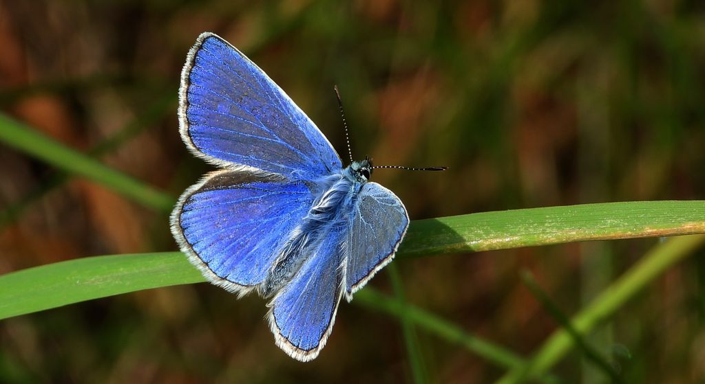 Modraszek ikar, mnogooczak ikar (Polyommatus icarus)