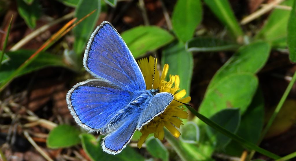Modraszek ikar, mnogooczak ikar (Polyommatus icarus)
