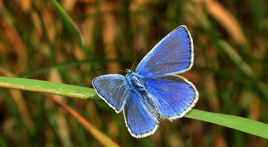 Modraszek ikar, mnogooczak ikar (Polyommatus icarus)